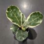 Ficus Lyrata Variegata