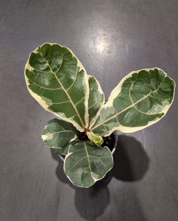 Ficus Lyrata Variegata