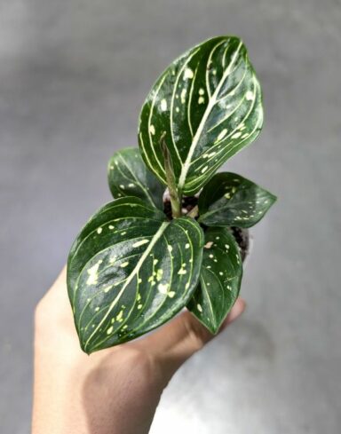 Aglaonema Toms Pride alternative