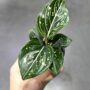 Aglaonema Toms Pride