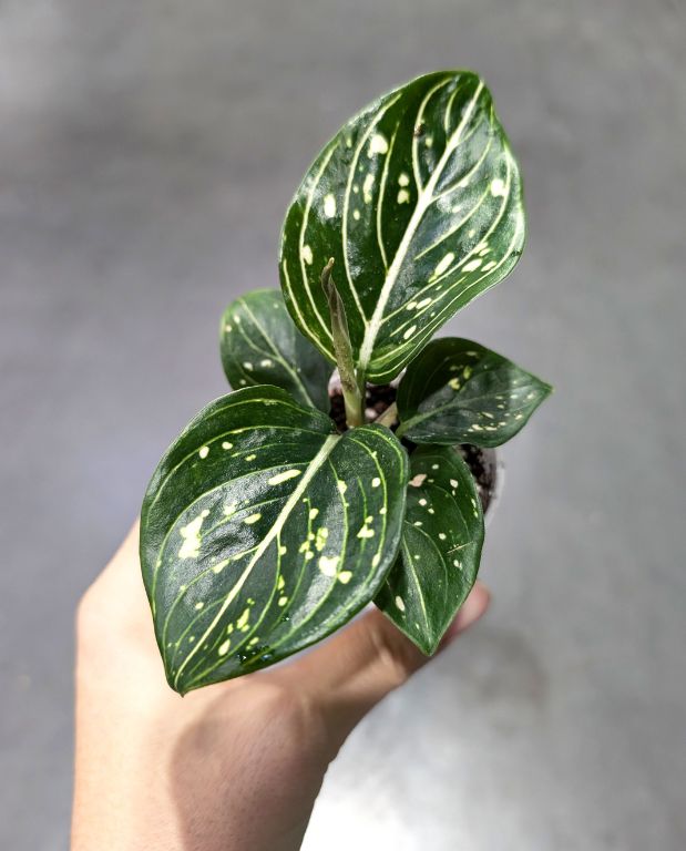 Aglaonema Toms Pride