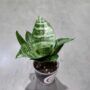 Sansevieria Trifasciata Hahnii