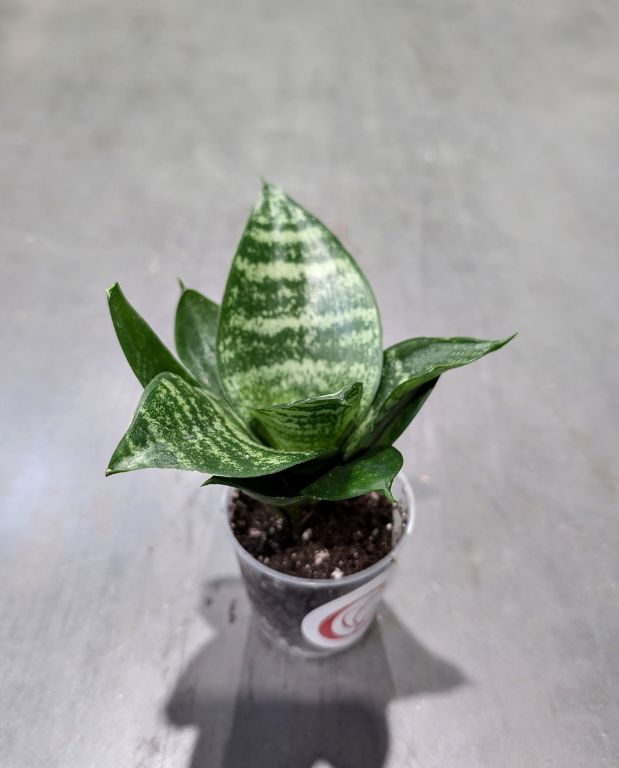 Sansevieria Trifasciata Hahnii