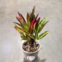 Codiaeum variegatum Excellent - Croton