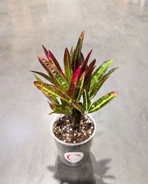 Codiaeum variegatum Excellent - Croton