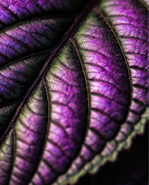 Strobilanthes Dyeriana Metallica