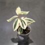 Costus Arabicus Variagata
