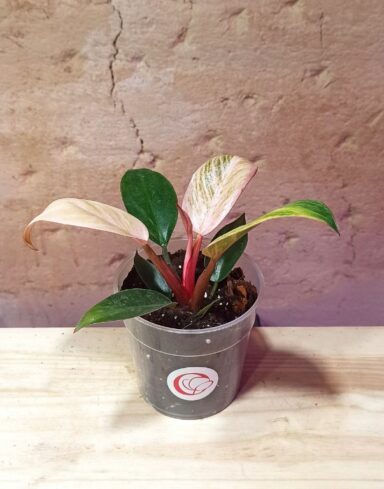 philodendron pink bikini