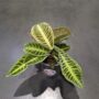 Labisia Japonica - Dos de Tortue