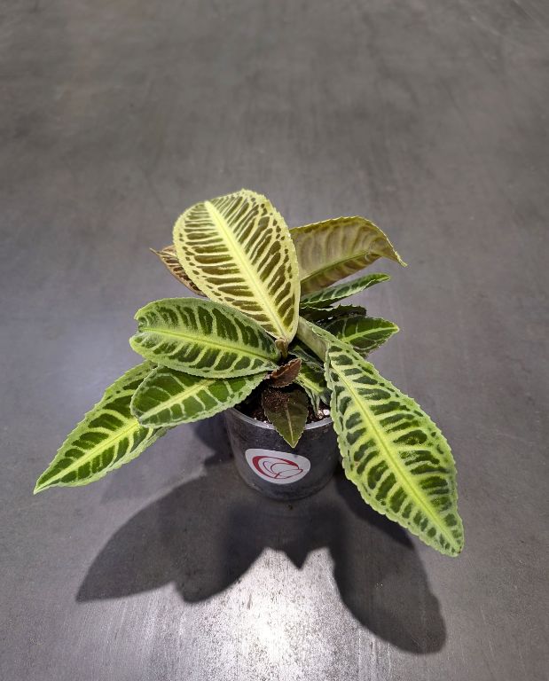 Labisia Japonica - Dos de Tortue