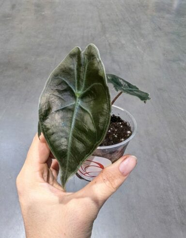 Alocasia Suhirmaniana Red Petiole