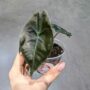Alocasia Suhirmaniana Red Petiole