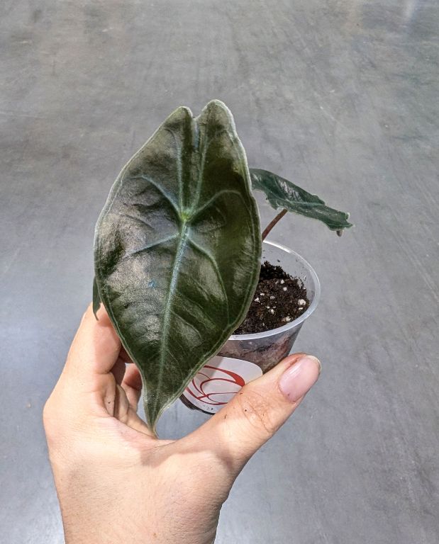 Alocasia Suhirmaniana Red Petiole