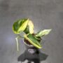Epipremnum pinnatum Jade Satin
