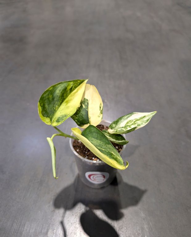 Epipremnum pinnatum Jade Satin
