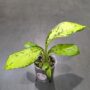 Dieffenbachia Crocodile