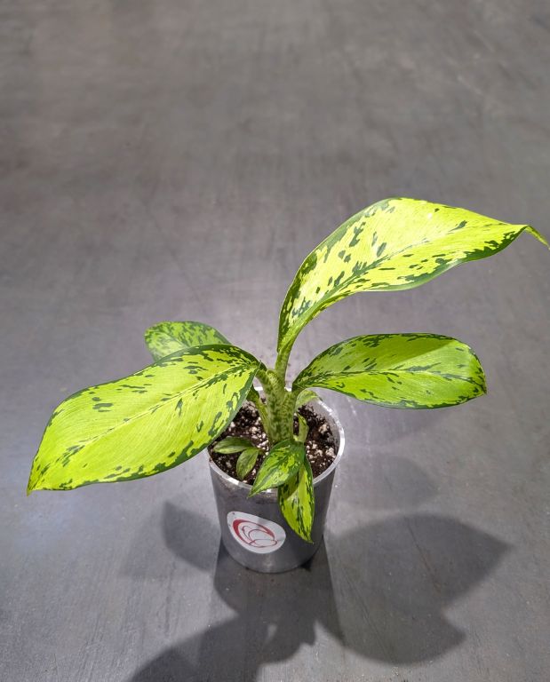 Dieffenbachia Crocodile