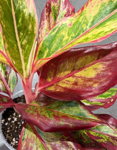 Aglaonema Red Fire alternative