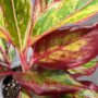 Aglaonema Red Fire