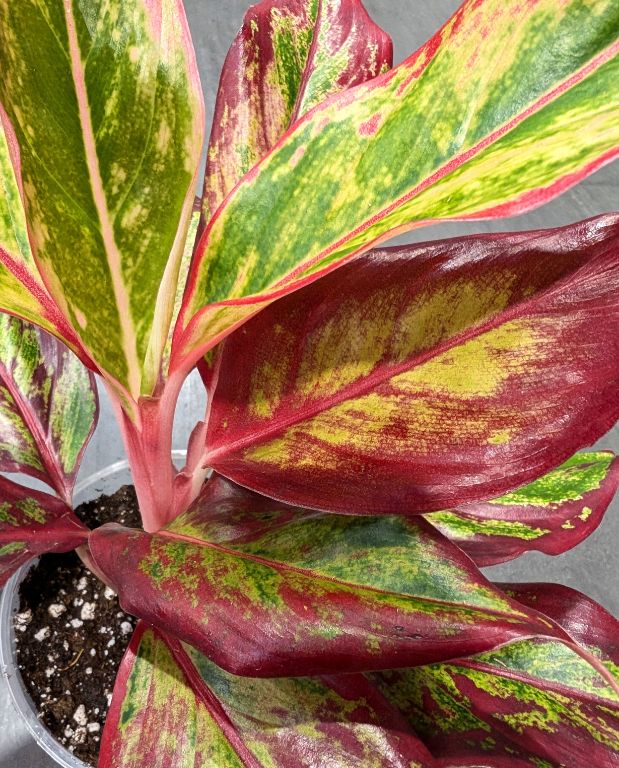 Aglaonema Red Fire