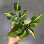 Philodendron Cream Splash