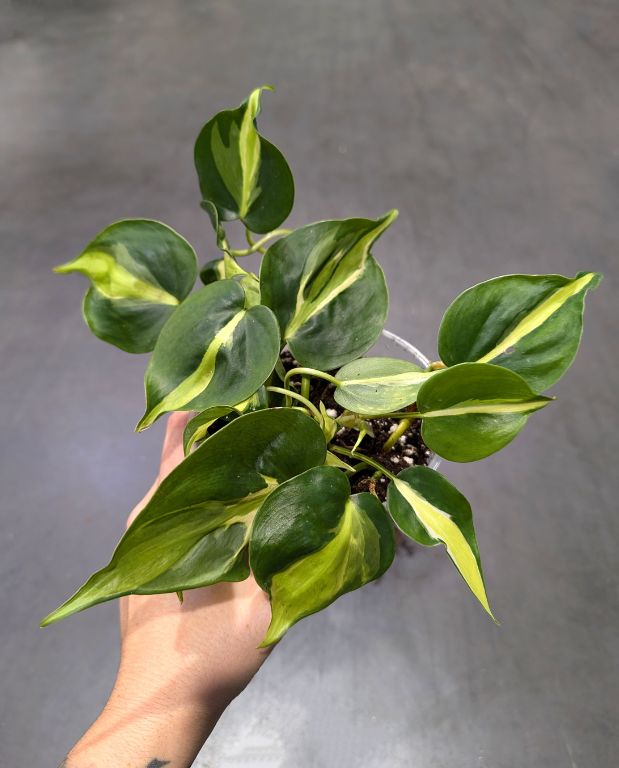 Philodendron Cream Splash
