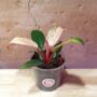 philodendron pink bikini