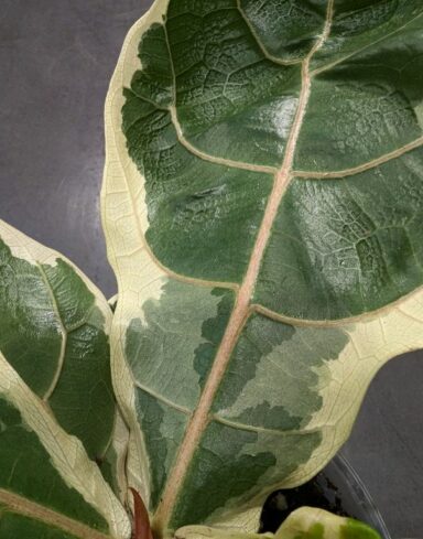 Ficus Lyrata Variegata – Figuier Feuilles de Violon alternative
