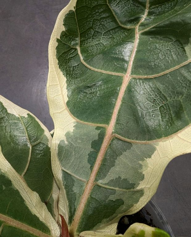 Ficus Lyrata Variegata