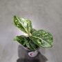 Aglaonema Toms Pride
