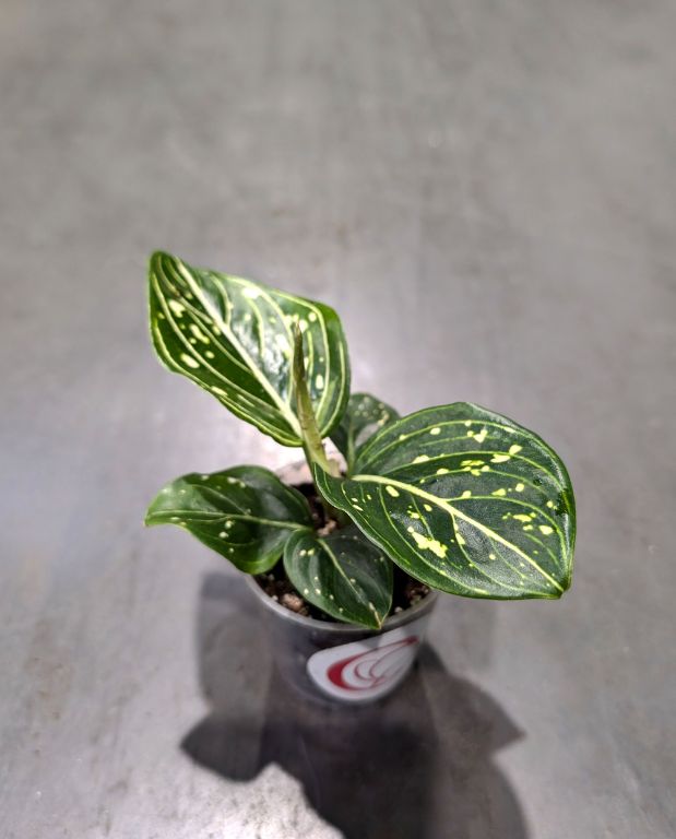 Aglaonema Toms Pride