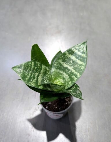 Sansevieria Trifasciata Hahnii