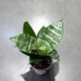 Sansevieria Trifasciata Hahnii