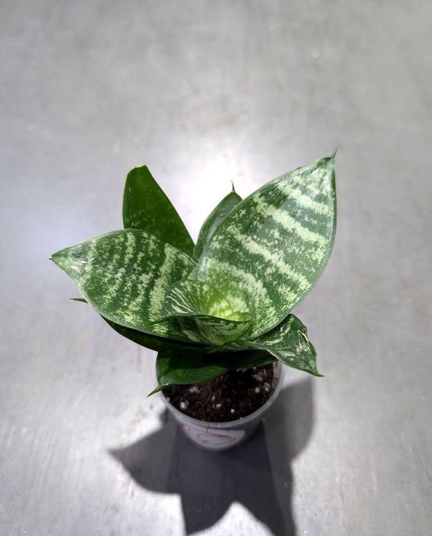 Sansevieria Trifasciata Hahnii