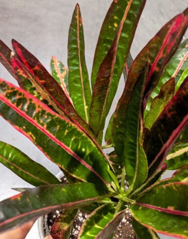 Codiaeum variegatum Excellent – Croton alternative