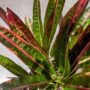Codiaeum variegatum Excellent - Croton
