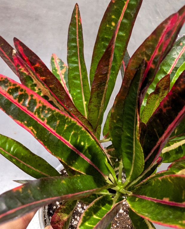 Codiaeum variegatum Excellent - Croton