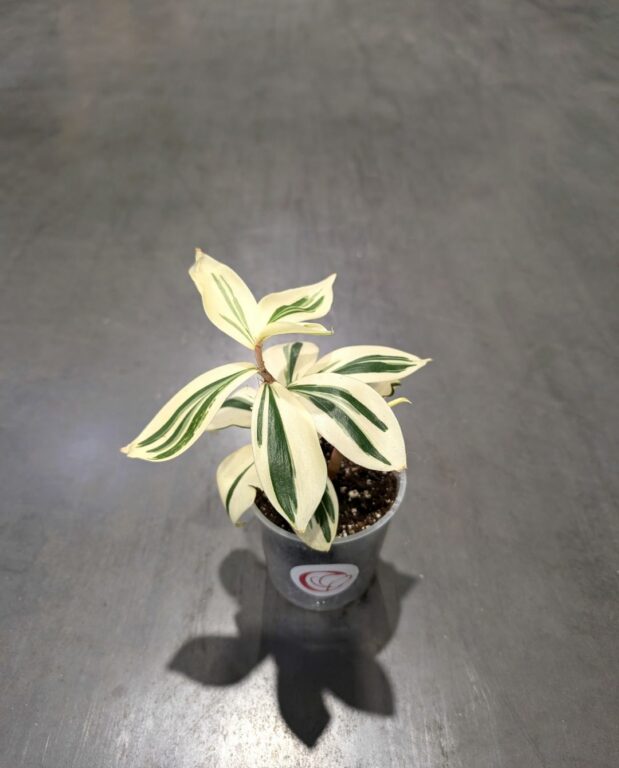 Costus Arabicus Variagata