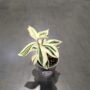 Costus Arabicus Variagata