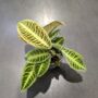 Labisia Japonica - Dos de Tortue