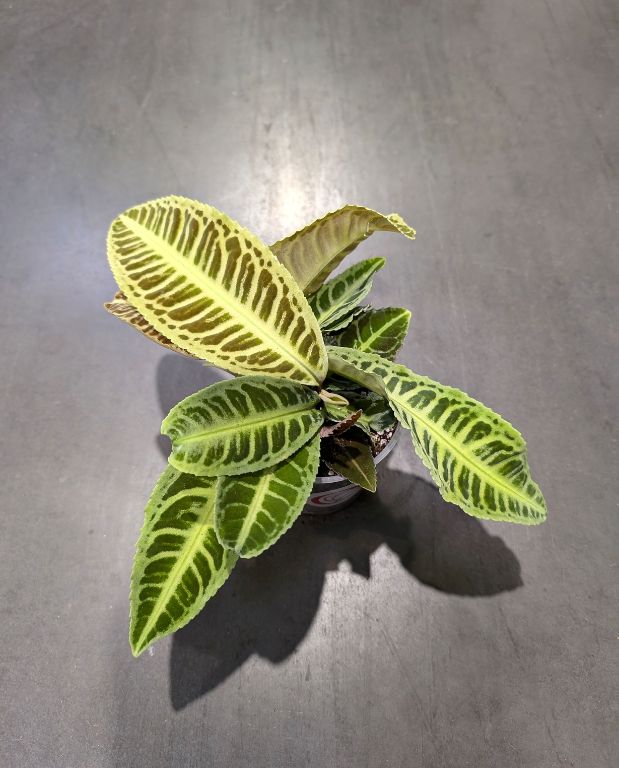 Labisia Japonica - Dos de Tortue
