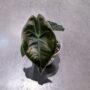 Alocasia Suhirmaniana Red Petiole