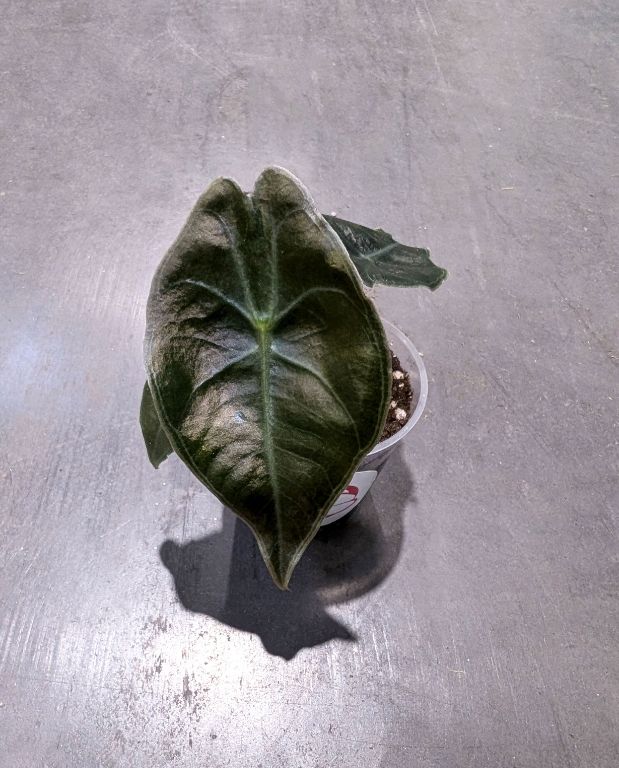 Alocasia Suhirmaniana Red Petiole
