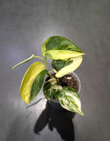 Epipremnum pinnatum Jade Satin