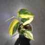 Epipremnum pinnatum Jade Satin
