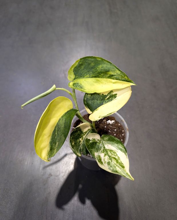 Epipremnum pinnatum Jade Satin