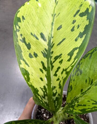 Dieffenbachia Crocodile alternative
