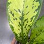 Dieffenbachia Crocodile