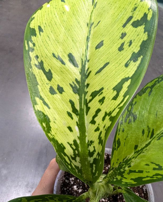 Dieffenbachia Crocodile