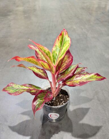 Aglaonema Red Fire
